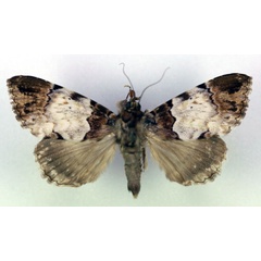/filer/webapps/moths/media/images/S/sypnoides_Tolna_AM_RMCA.jpg