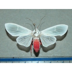 /filer/webapps/moths/media/images/L/leucoptera_Amerila_AF_Goffa_01.JPG