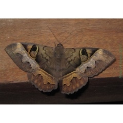 /filer/webapps/moths/media/images/F/fluctuosa_Cyligramma_A_Bippus.jpg