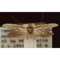 /filer/webapps/moths/media/images/C/canella_Scythris_HT_ZMUC.jpg