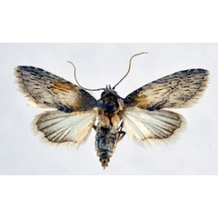 /filer/webapps/moths/media/images/S/sibensis_Stenosticta_A_NHMO.jpg
