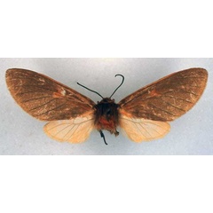 /filer/webapps/moths/media/images/R/rubricosta_Metarctia_HT_BMNH_01.jpg