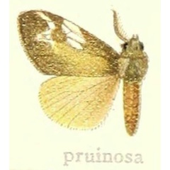 /filer/webapps/moths/media/images/P/pruinosa_Lymantria_HT_Hering_25g.jpg