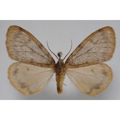 /filer/webapps/moths/media/images/G/grisea_Cymaroa_AF_Stroehle.jpg