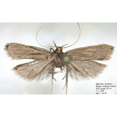/filer/webapps/moths/media/images/H/hanaro_Spiniola_HT_NHMO.jpg