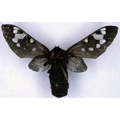 /filer/webapps/moths/media/images/D/diaphana_Balacra_AT_BMNH_02.jpg