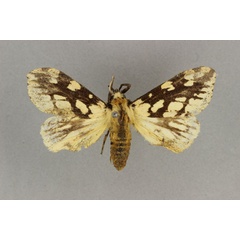 /filer/webapps/moths/media/images/H/histrionica_Afroarctia_AM_BMNH.jpg
