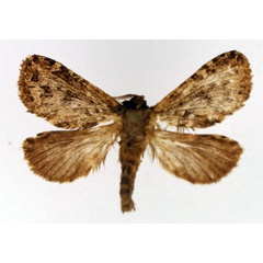 /filer/webapps/moths/media/images/P/plurimaculata_Metahepialus_AM_TMSA.jpg