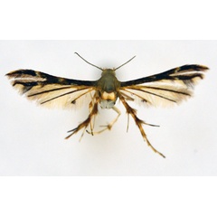 /filer/webapps/moths/media/images/V/vibrans_Walsinghamiella_A_NHMO_01.jpg