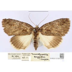 /filer/webapps/moths/media/images/E/erygidia_Prionofrontia_AM_BMNH.jpg