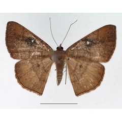 /filer/webapps/moths/media/images/N/nevillei_Cabera_AF_TMSA.jpg