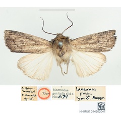 /filer/webapps/moths/media/images/P/phaea_Leucania_HT_BMNH.jpg