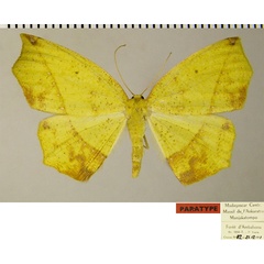 /filer/webapps/moths/media/images/S/silvestris_Epigynopteryx_PTF_ZSM_01.jpg