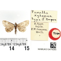 /filer/webapps/moths/media/images/X/xylonea_Panilla_HT_BMNH.jpg