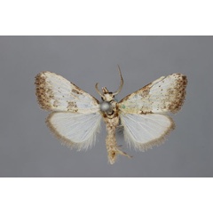 /filer/webapps/moths/media/images/C/chionea_Meganola_HT_BMNH.jpg