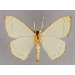 /filer/webapps/moths/media/images/S/subviridata_Somatina_A_ZSM_02.jpg