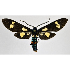 /filer/webapps/moths/media/images/G/guineensis_Euchromia_A_NHMO.jpg