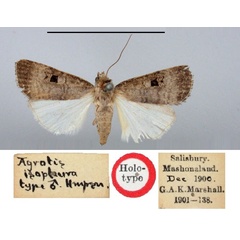 /filer/webapps/moths/media/images/I/isopleura_Agrotis_HT_BMNH.jpg