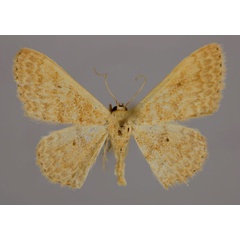 /filer/webapps/moths/media/images/R/rhodinaria_Scopula_A_ZSM_01.jpg