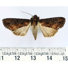 /filer/webapps/moths/media/images/I/intricata_Apospasta_AF_BMNH.jpg