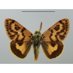 /filer/webapps/moths/media/images/T/tricolor_Bracharoa_AM_TMSA.jpg