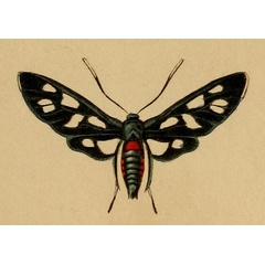 /filer/webapps/moths/media/images/K/kuhlweini_Amata_HT_Lefebvre_1832_23.jpg