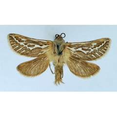 /filer/webapps/moths/media/images/L/leucocyma_Eudalaca_AM_TMSA.jpg