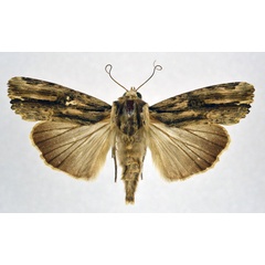 /filer/webapps/moths/media/images/V/versicolora_Callixena_A_NHMO_01.jpg