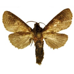 /filer/webapps/moths/media/images/F/ferrugineotincta_Holcoceroides_AM_ANHRT_02.jpg