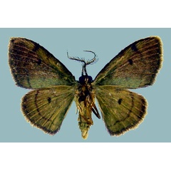 /filer/webapps/moths/media/images/V/vidalensis_Isoplenodia_AM_ZSMb.jpg