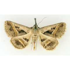 /filer/webapps/moths/media/images/T/trajecta_Acantholipes_A_TMSA_01.jpg