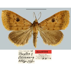 /filer/webapps/moths/media/images/F/fletcherana_Plecoptera_AT_MNHN.jpg