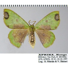 /filer/webapps/moths/media/images/T/taminata_Victoria_AF_ZSM.jpg