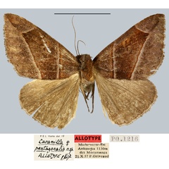 /filer/webapps/moths/media/images/P/pentagonalis_Caranilla_AT_MNHN.jpg