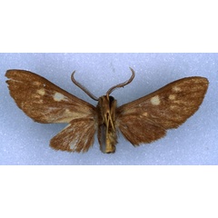 /filer/webapps/moths/media/images/P/punctulata_Rhipidarctia_HT_RMCA_02.jpg