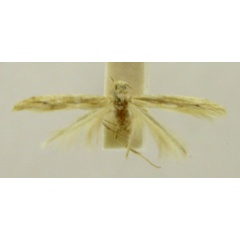 /filer/webapps/moths/media/images/M/microbias_Batrachedra_HT879_TMSA_01.jpg