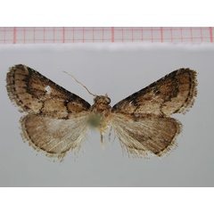 /filer/webapps/moths/media/images/D/dirempta_Stemmatophora_HT_ZMHB.jpg
