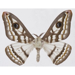 /filer/webapps/moths/media/images/D/dyops_Heniocha_AM_Basquina.jpg