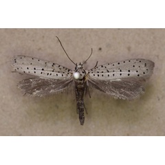 /filer/webapps/moths/media/images/F/fumigatus_Yponomeuta_A_Butler.jpg
