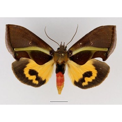 /filer/webapps/moths/media/images/B/boseae_Eudocima_AF_Basquin_01.jpg