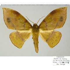 /filer/webapps/moths/media/images/H/hellingsi_Plegapteryx_AF_ZSM.jpg