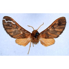 /filer/webapps/moths/media/images/C/conradti_Rhipidarctia_HT_BMNH_01.jpg