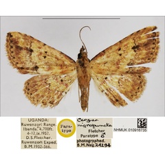 /filer/webapps/moths/media/images/N/nigropuncta_Cerynea_PTM_NHMUK.jpg
