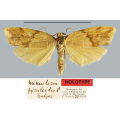 /filer/webapps/moths/media/images/P/pyraloides_Mimulosia_HT_MNHN.jpg