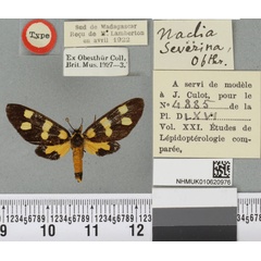/filer/webapps/moths/media/images/S/severina_Naclia_LT_BMNHa.jpg