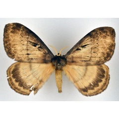 /filer/webapps/moths/media/images/T/tantalus_Tantaliana_AM_NHMO.jpg