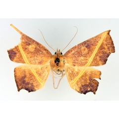 /filer/webapps/moths/media/images/X/xanthographa_Episparis_AF_TMSA_01.jpg