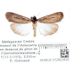 /filer/webapps/moths/media/images/N/nigra_Tathorhynchus_AF_BMNH_02.jpg
