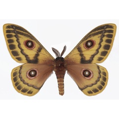 /filer/webapps/moths/media/images/A/arabella_Bunaeopsis_AM_Basquina.jpg