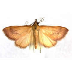 /filer/webapps/moths/media/images/D/diatoma_Ecpyrrhorrhoe_AM_Agassiz_oBPkIlk.jpg